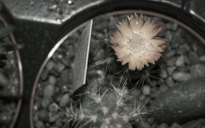 Prickly Flower