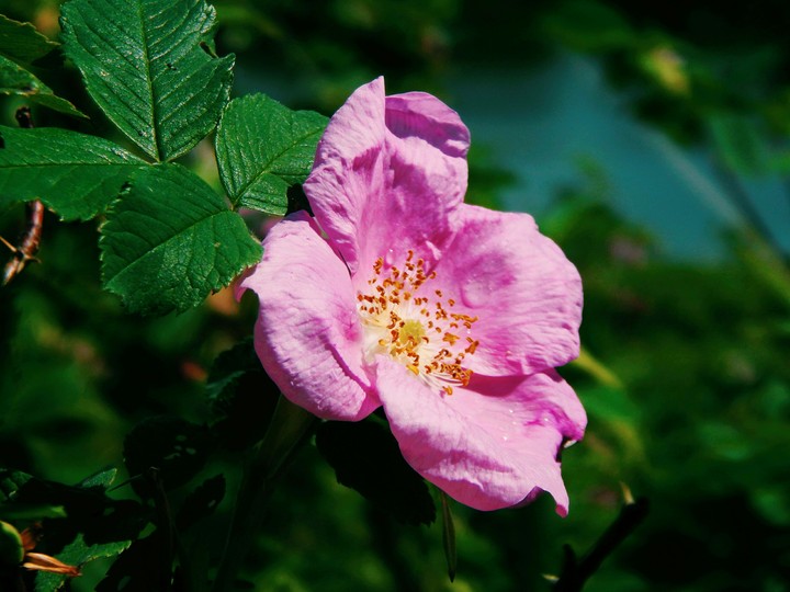 rosehip