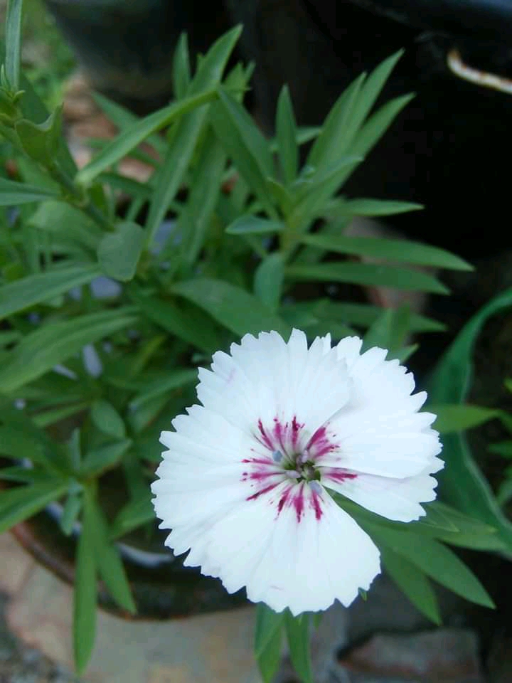 White beauty