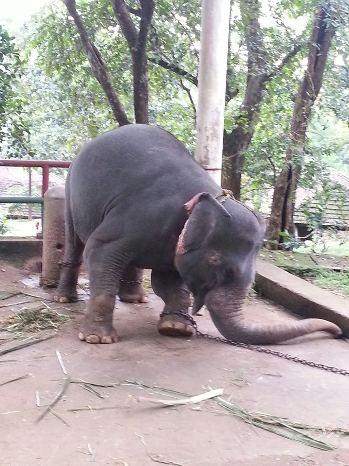 ആനകൊട്ടിൽ
