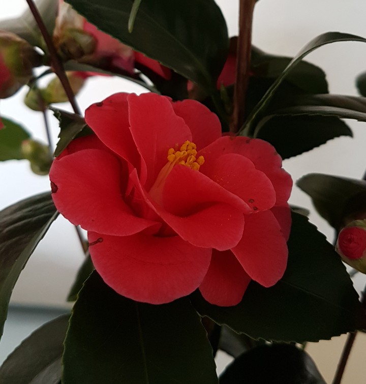 Camélias
