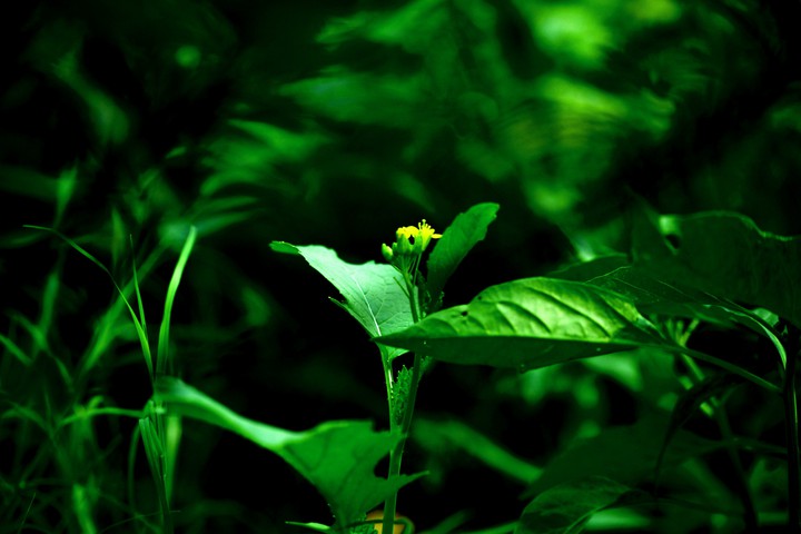 green