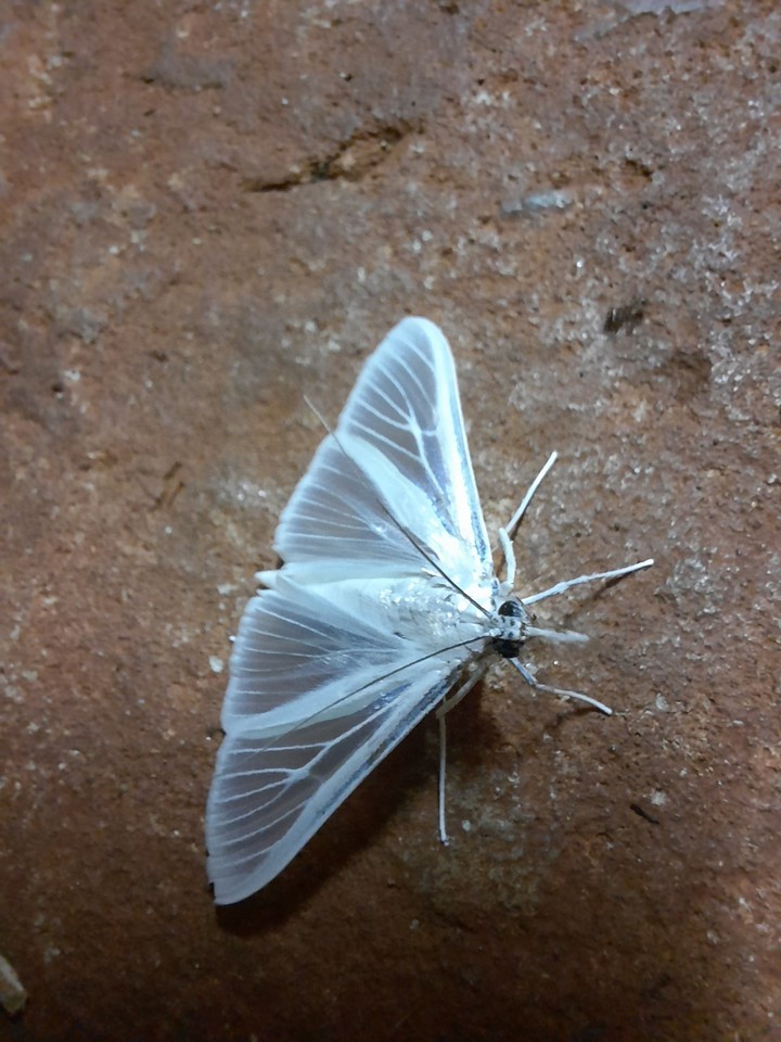 butterfly white