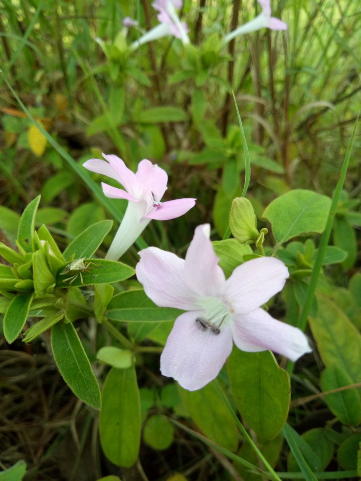 flowers