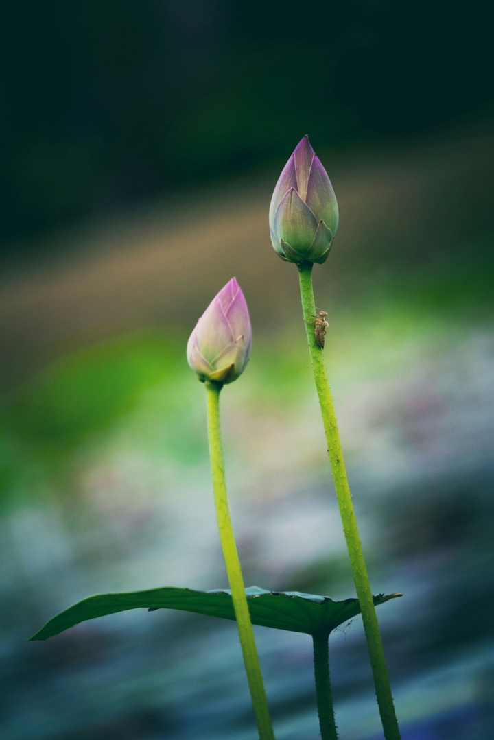 lotus bud
