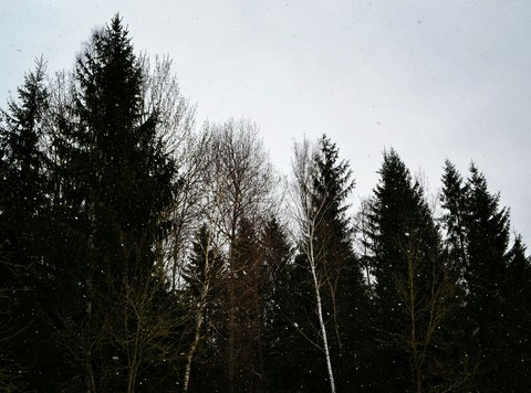Trees in winter