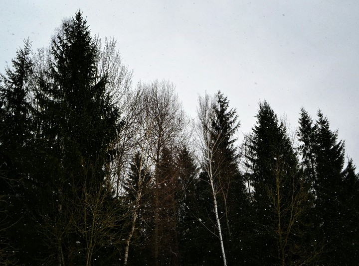 Trees in winter
