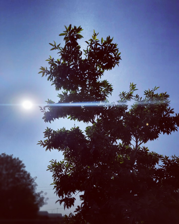 #background #sunshine #trees
