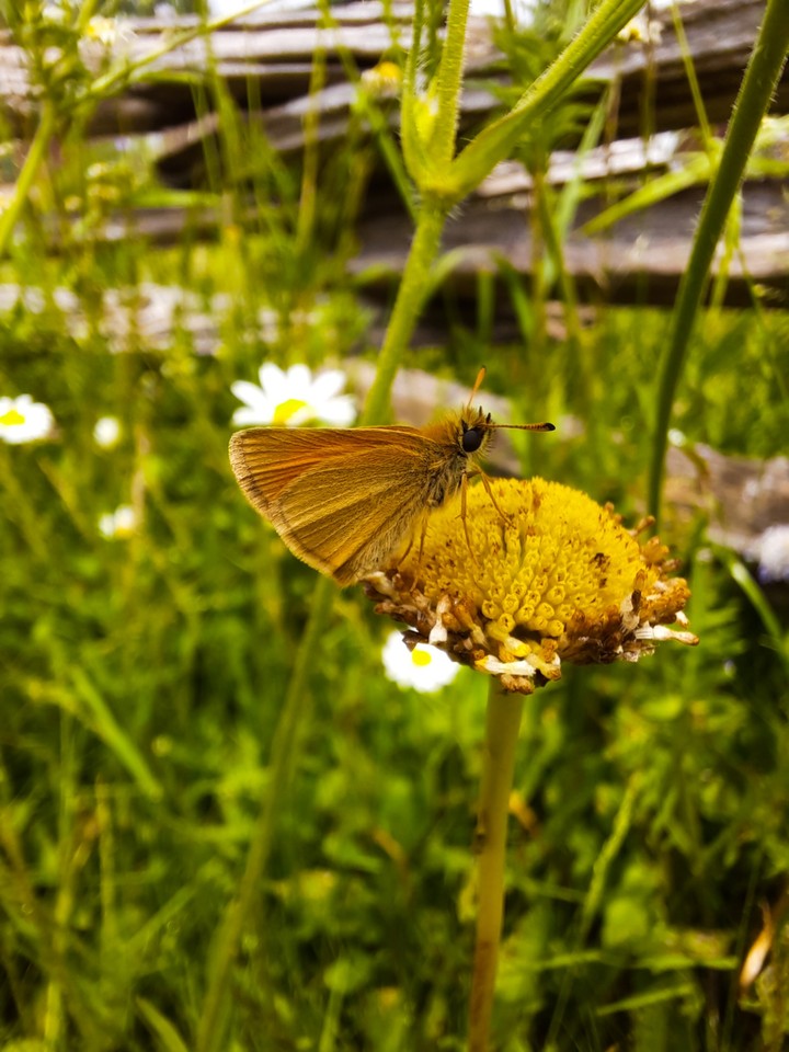 nature