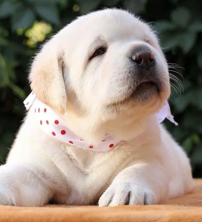 fluffy cuteness