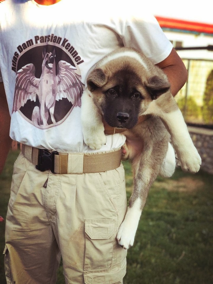 akita