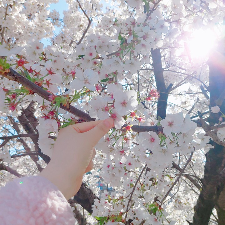cherry blossom