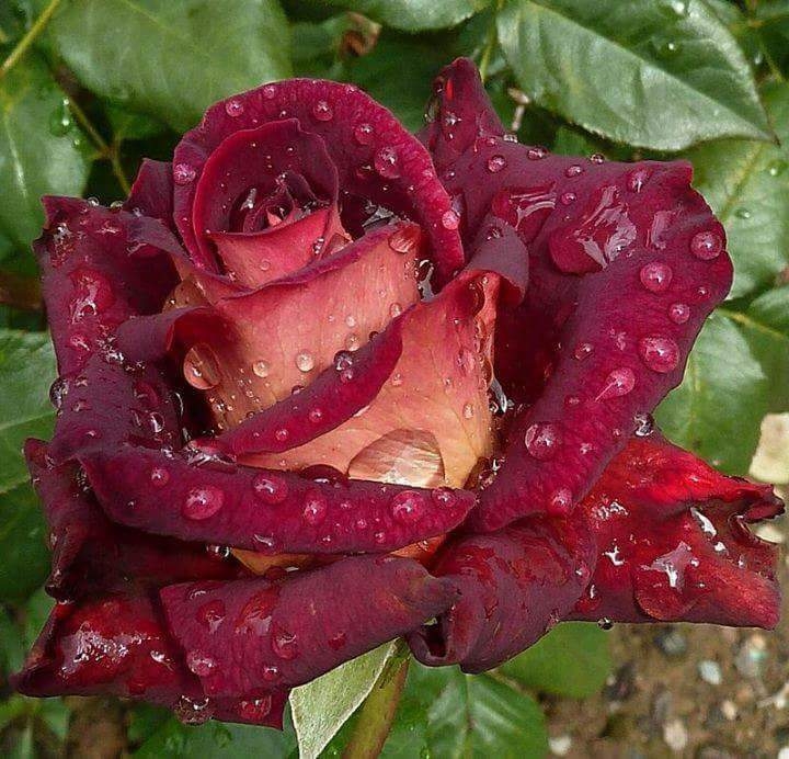 rose