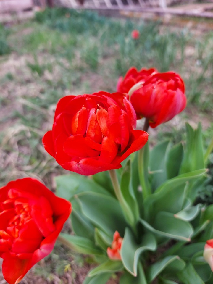 tulips
