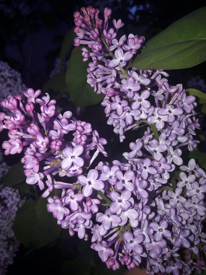 сирень