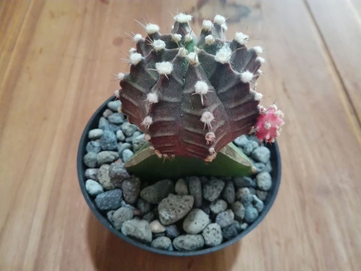Kaktus