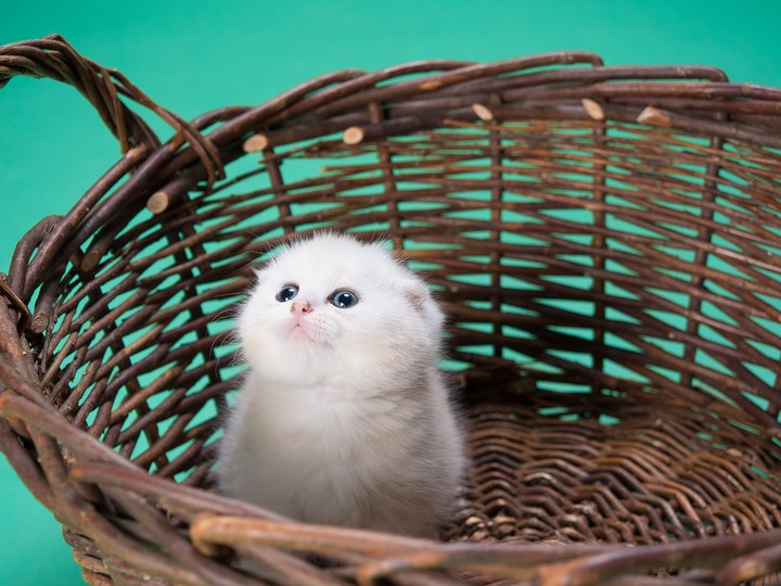 cute