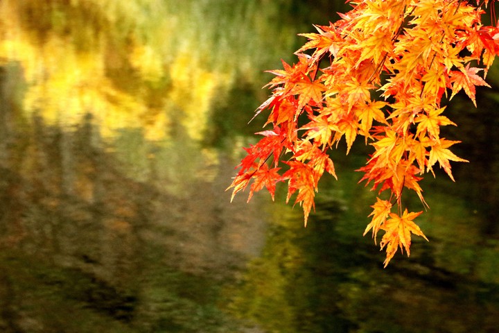 autumn