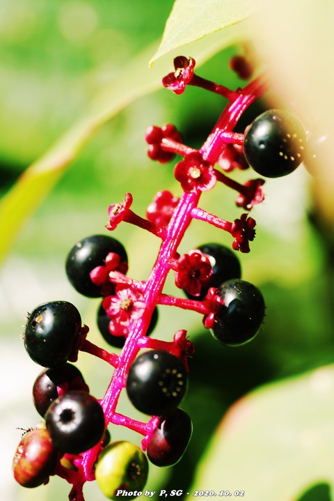 sfondi phytolaccaceae, elderberry