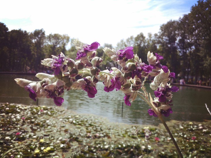 flower