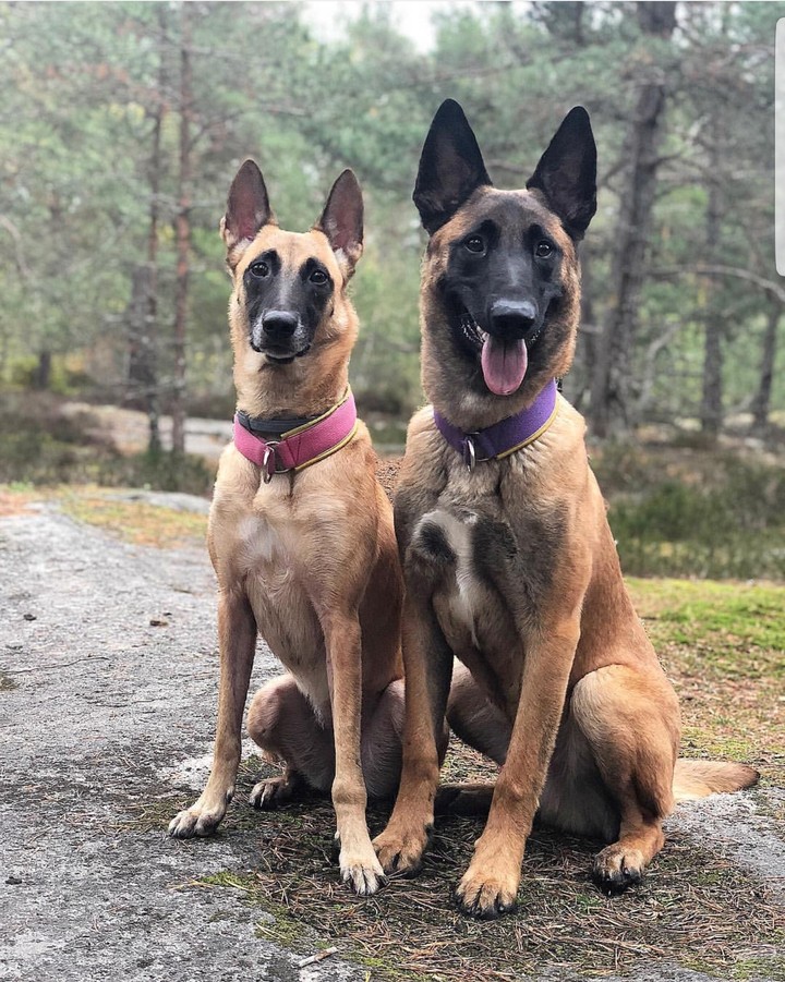 # Malinois ❤❤
