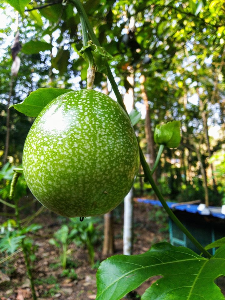 fruit