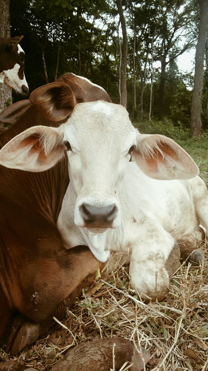 bizerro lindo né