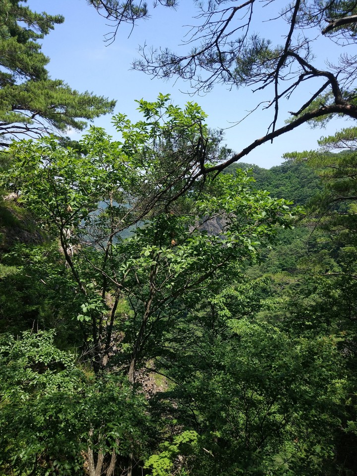 숲