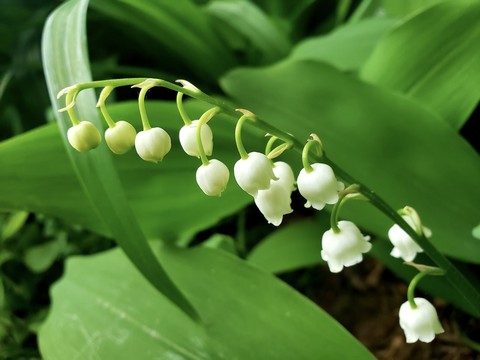 plant, flower Hintergrundbilder