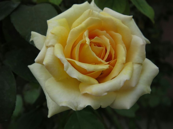 Eternal Rose