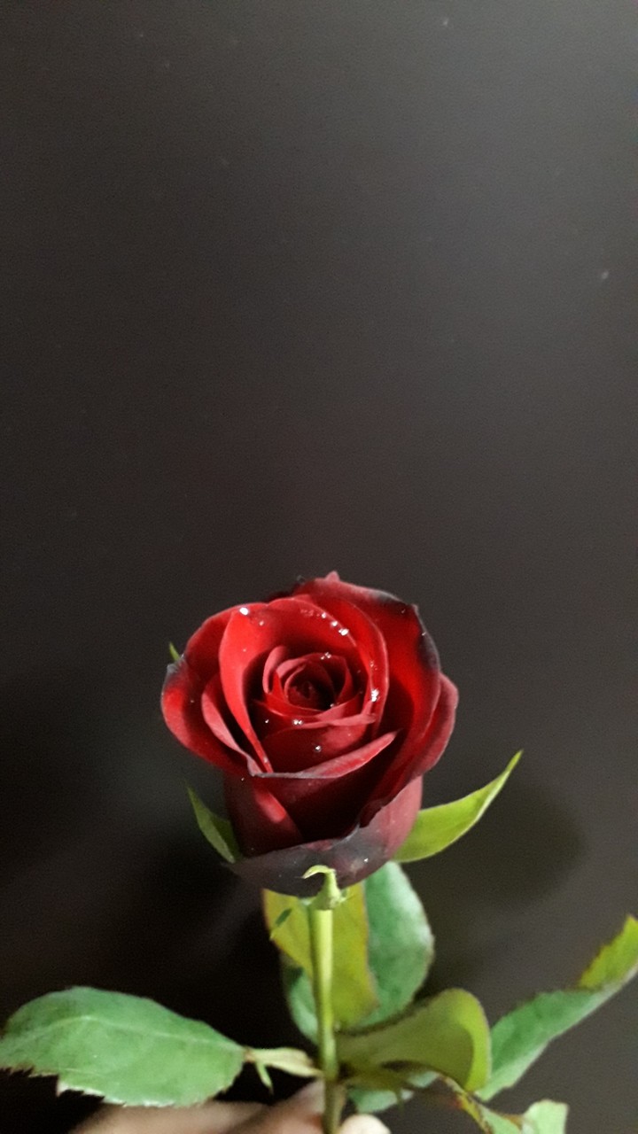 beautiful roze