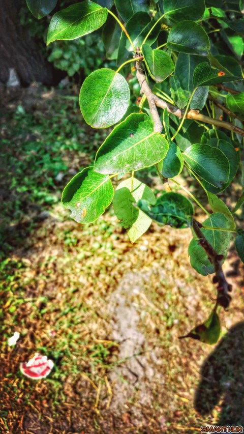 #nature