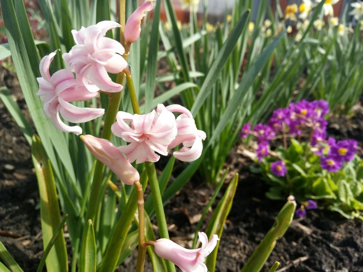 flowers