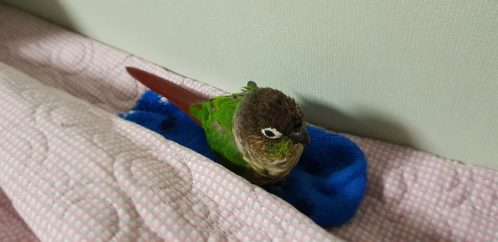 옹