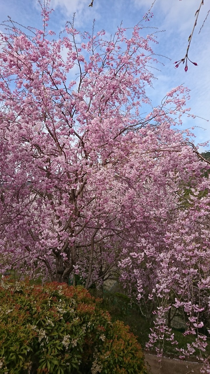 桜