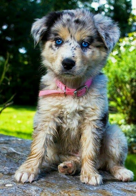 What a beautiful Puppy