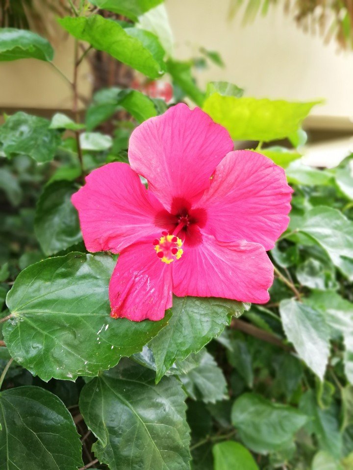 pink Hibiscus