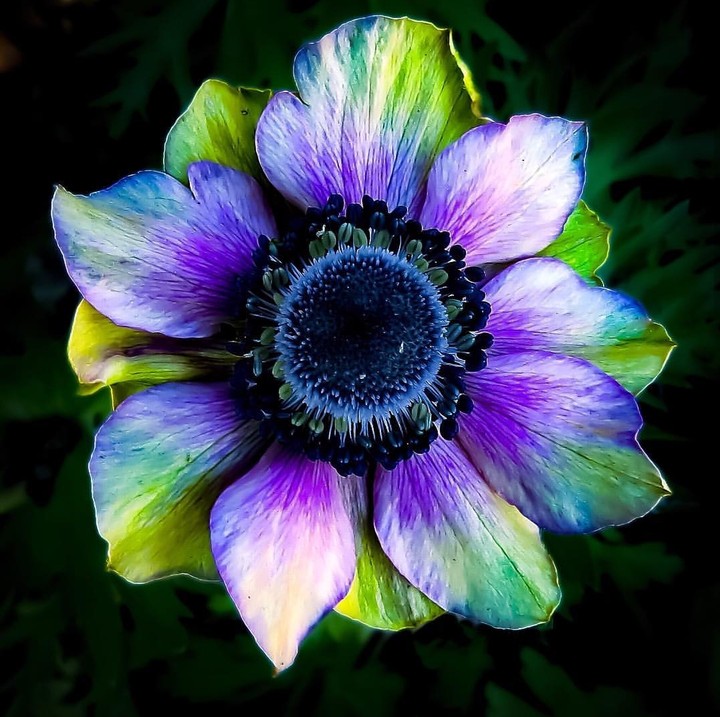 anemone