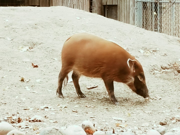 Piggy