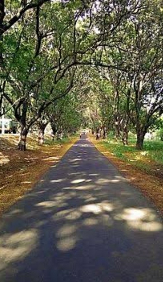 bhel nature