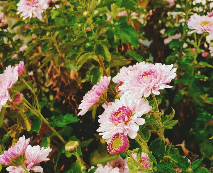 Blossom