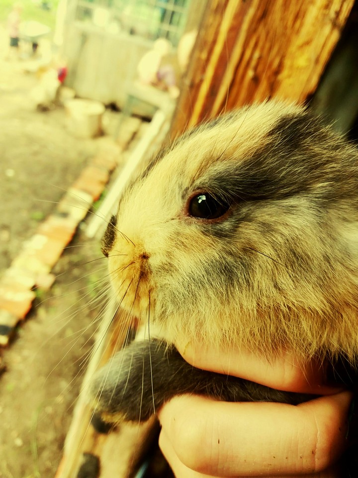 Bunny
