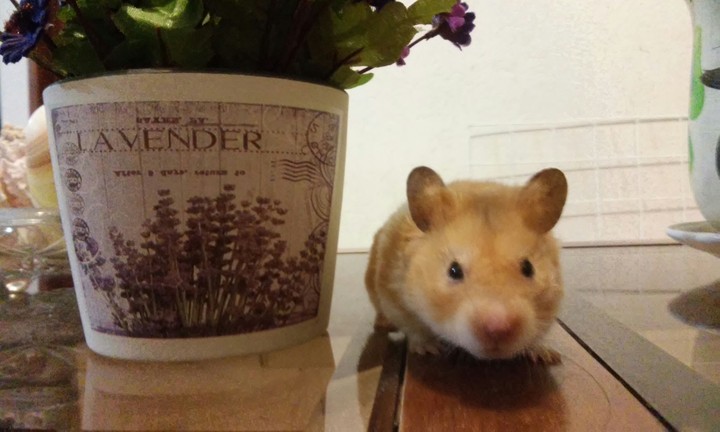 Hamster Pipin