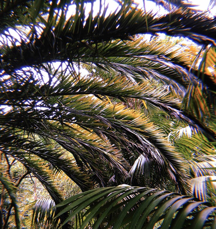 Palme