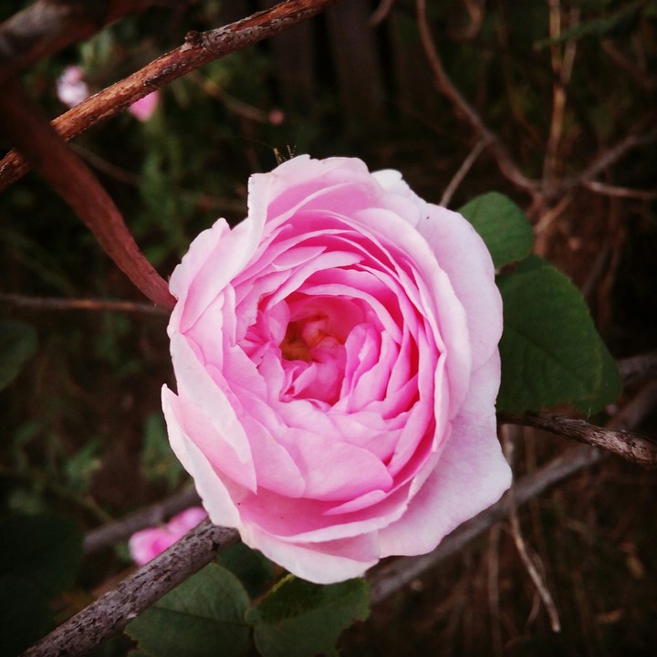 Roses