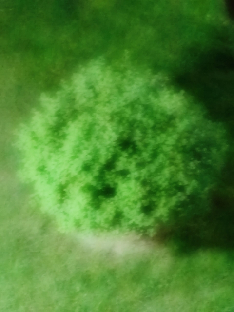 Green Green like Dream