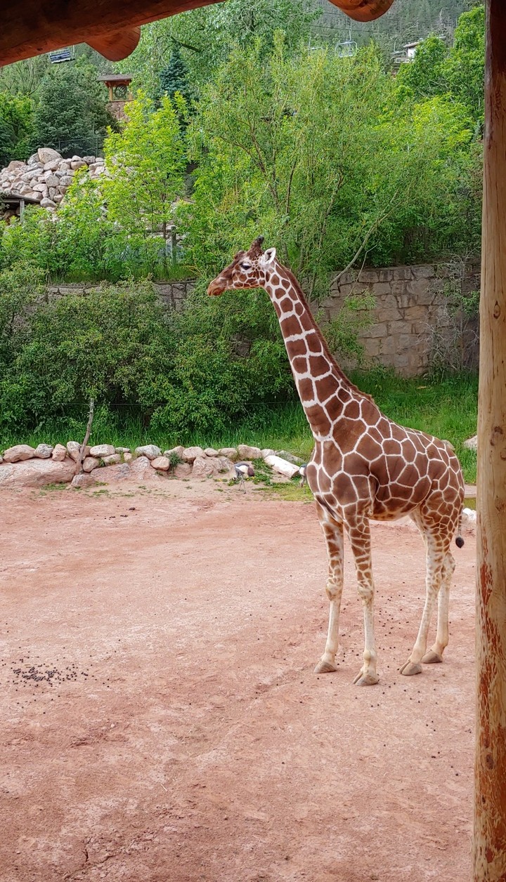 cutest baby giraffe