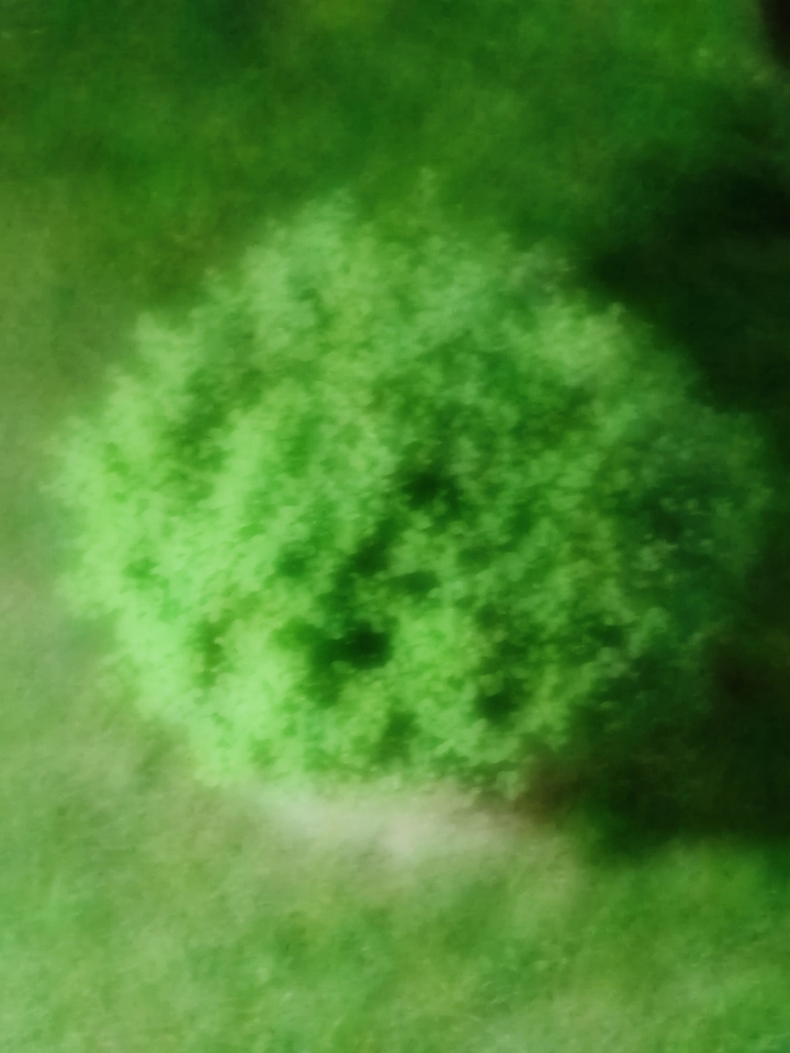 Green Green like Dream