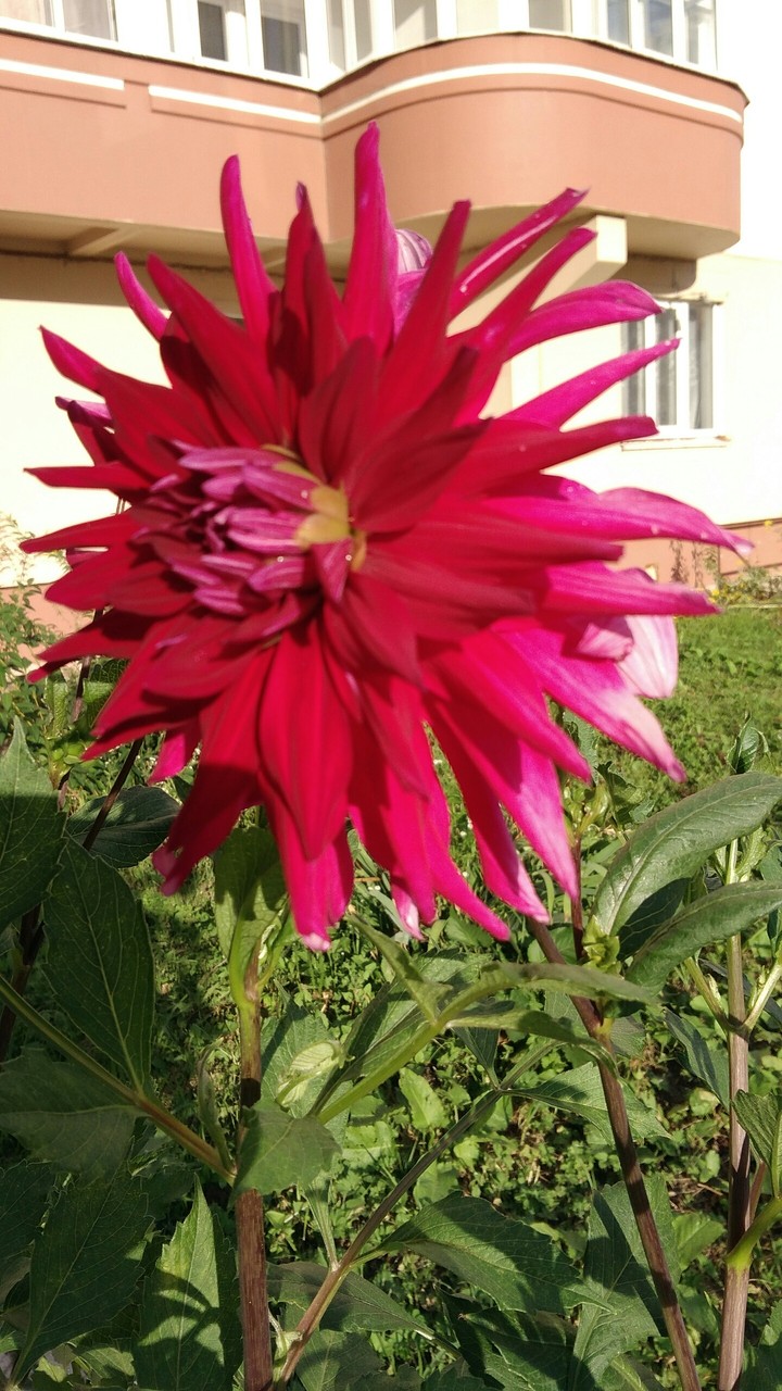 flower