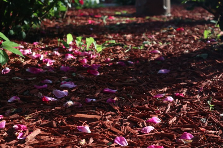 Petals on the Ground